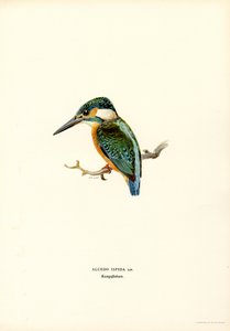 IJsvogel door Magnus Ferdinand and Wilhelm von Wright