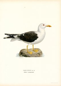 Kleine Mantelmeeuw