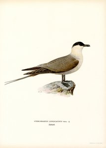 Kleine Jager