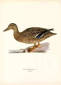 Wilde Eend door Magnus Ferdinand and Wilhelm von Wright