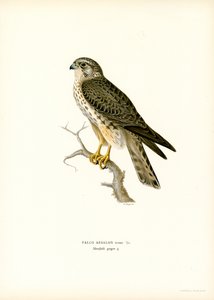 Smelleken (kleur litho)