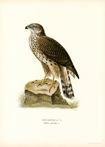 Havik