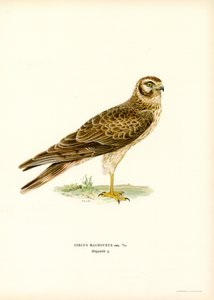 Bleke Kiekendief door Magnus Ferdinand and Wilhelm von Wright