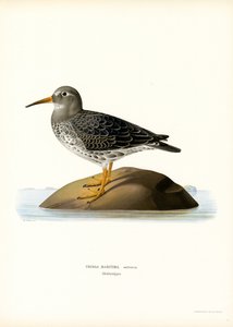 Paarse Strandloper door Magnus Ferdinand and Wilhelm von Wright