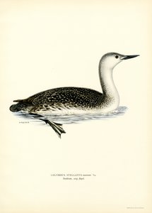 Roodkeelduiker