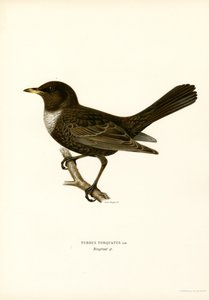 Kramsvogel door Magnus Ferdinand and Wilhelm von Wright