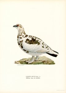Rotsptarmigan