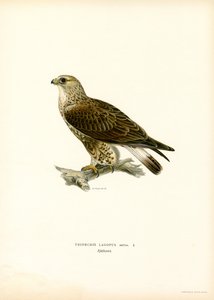 Ruigpootbuizerd door Magnus Ferdinand and Wilhelm von Wright