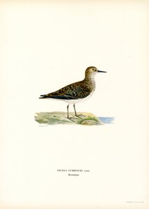 Temmincks Strandloper door Magnus Ferdinand and Wilhelm von Wright