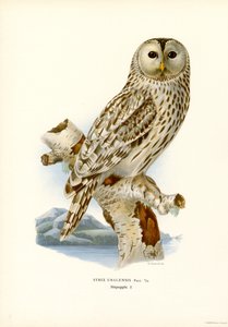 Oeraluil