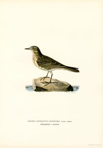 Waterpieper
