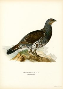 Westelijke korhoen