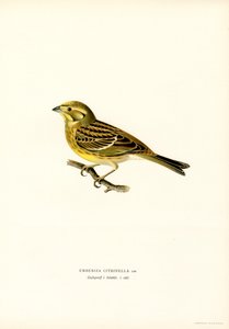 Geelgors (Emberiza citrinella) door Magnus Ferdinand and Wilhelm von Wright