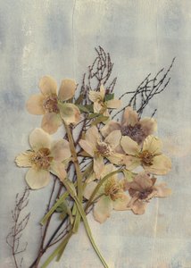 Verfijnde gedroogde bloemen