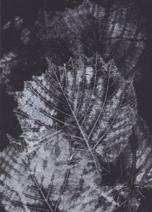 Monochrome bladstudie