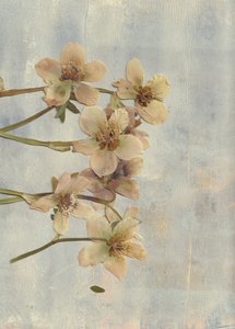 Zachtblauwe, geperste bloemen door Maira Ribena