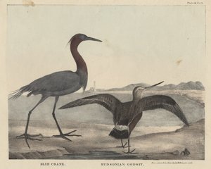 Blauwe kraanvogel, Hudsoniaanse grutto, litho door Childs en Inman, uit 