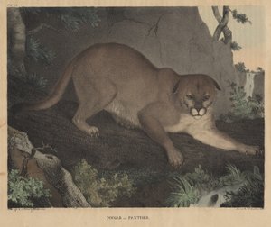 Cougar of Panter, uit 