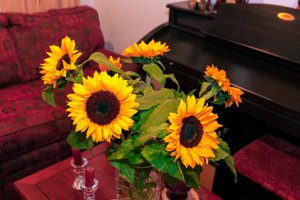 Heldere gele zonnebloemen of Helianthus annuus uit de Andes in Colombia versieren een huis in Bogota