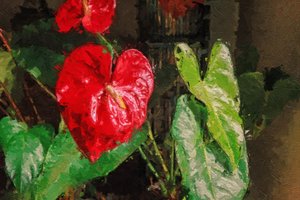 Grote Rode Hartvormige Anthurium door Mano Chandra Dhas