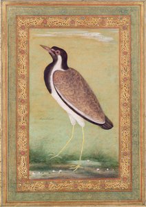 Indische kievit, c.1800 door Mansur