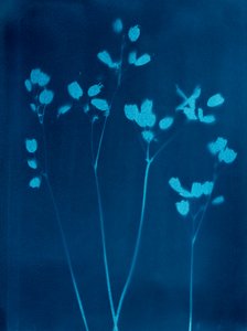 Kleine bloemen, 2023 (cyanotypie)