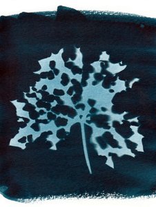Ziek blad, 2023 (cyanotypie) door Marco Campedelli