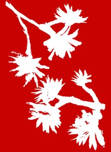 Succulent_1, 2022 (inkt op papier)