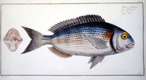 Natuurhistorische plaat: De brasem van Marc Elieser Bloch Ichtyologie Parijs - Berlijn - Londen 1787