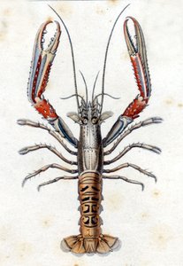 Natuurhistorische plaat: De Langoustine naar Marc Elieser Bloch Ichtyologie Parijs - Berlijn - Londen 1787
