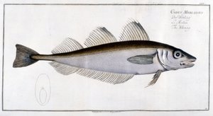 Natuurhistorisch bord: De wijting na Marc Elieser Bloch door Marcus Élieser Bloch