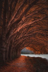 Herfstboomtunnel