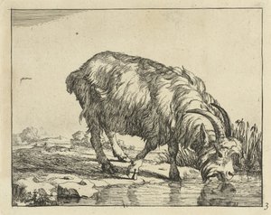 Drinkende bok door Marcus de Bye