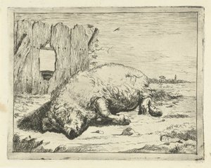 Liggend varken (Runderen en varkens) door Marcus de Bye