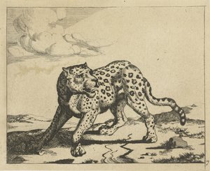 Luipaard, staand naar links, de kop naar rechts door Marcus de Bye