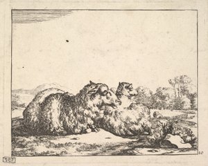 Schapen, uit een set van 16 platen, 1664 door Marcus de Bye
