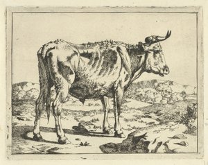 Stier staand bij rots