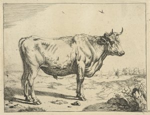 Stier, staand naar rechts, met vogels