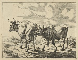 Twee staande koeien