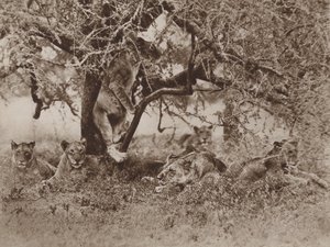 Klimmen leeuwen in bomen?, het antwoord van de camera