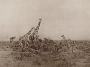 Giraffen in het struikgewas door Marcuswell Maxwell