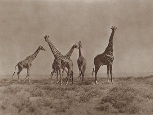 Op de vlaktes van Kenia door Marcuswell Maxwell