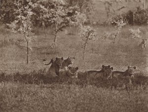 De camera gedetecteerd