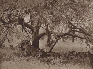 De verstoorde siësta door Marcuswell Maxwell