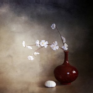 Rustige kersenbloesems