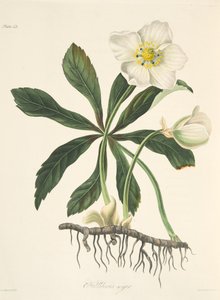 Zwarte Helleborus of Kerstroos, uit Bloemillustraties van de Seizoenen, uitgegeven 1829 door Margaret Roscoe
