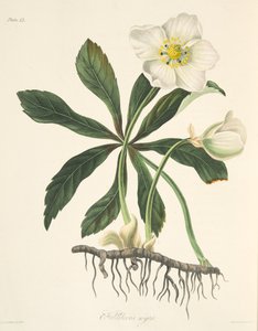 Zwarte Helleborus of Kerstroos, uit Bloemillustraties van de Seizoenen, uitgegeven 1829 door Margaret Roscoe