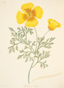 Californische Eschscholzia, uit Bloemillustraties van de Seizoenen, uitgegeven 1829