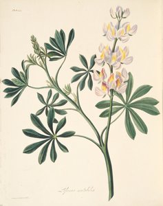 Veranderlijke lupine, uit Bloemillustraties van de seizoenen, uitgegeven 1829