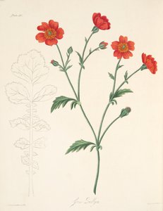 Chileense Avens, uit Bloemillustraties van de Seizoenen, uitgegeven 1829 door Margaret Roscoe